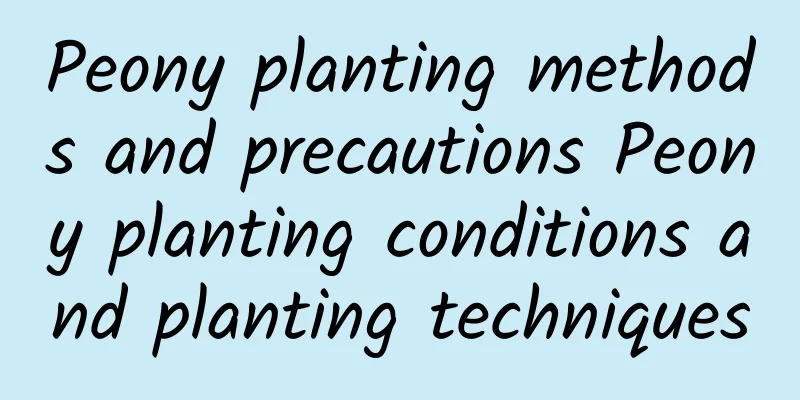 Peony planting methods and precautions Peony planting conditions and planting techniques