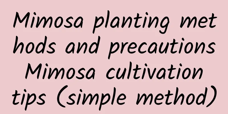 Mimosa planting methods and precautions Mimosa cultivation tips (simple method)
