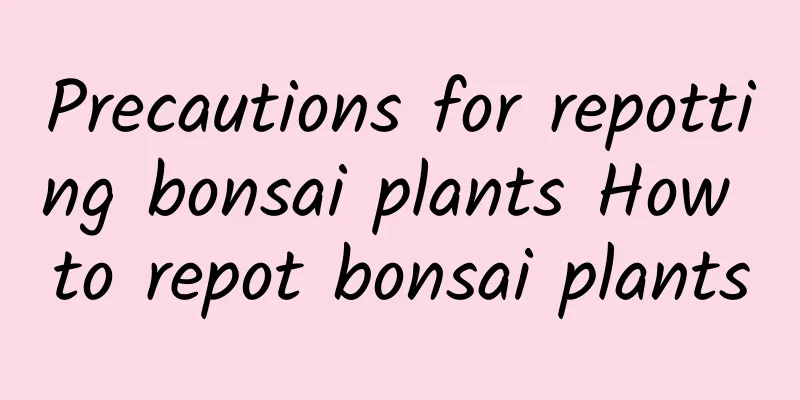 Precautions for repotting bonsai plants How to repot bonsai plants