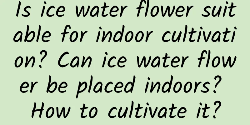 Is ice water flower suitable for indoor cultivation? Can ice water flower be placed indoors? How to cultivate it?