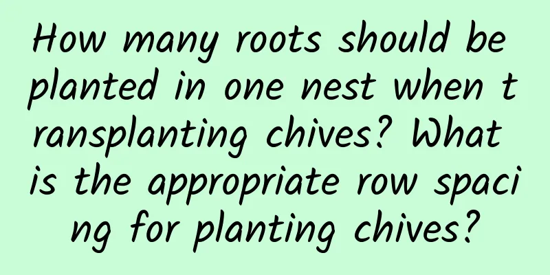 How many roots should be planted in one nest when transplanting chives? What is the appropriate row spacing for planting chives?