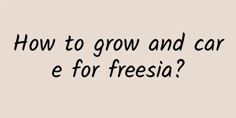 How to grow and care for freesia?