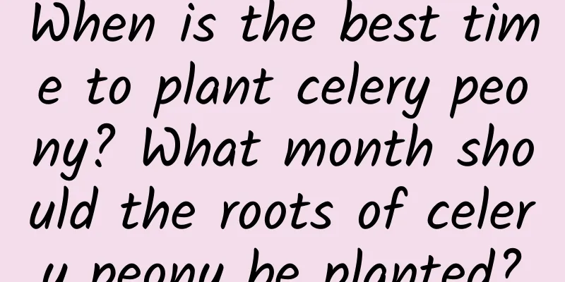 When is the best time to plant celery peony? What month should the roots of celery peony be planted?