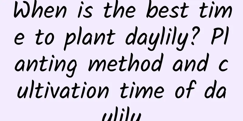 When is the best time to plant daylily? Planting method and cultivation time of daylily
