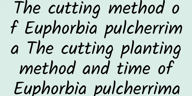 The cutting method of Euphorbia pulcherrima The cutting planting method and time of Euphorbia pulcherrima