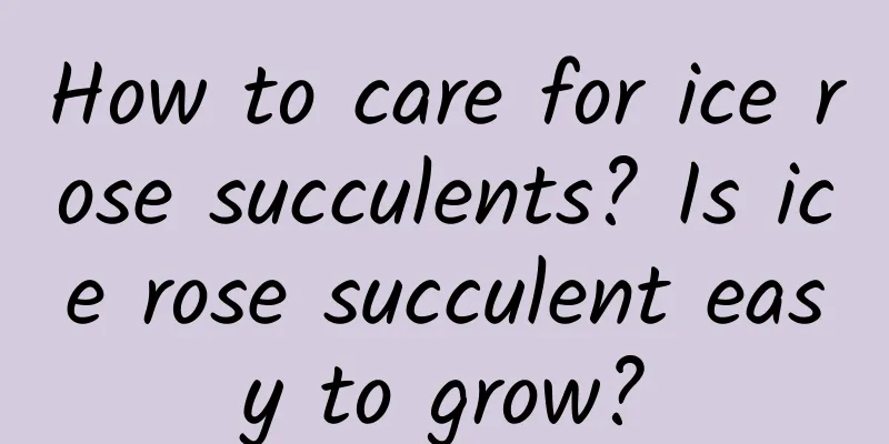 How to care for ice rose succulents? Is ice rose succulent easy to grow?