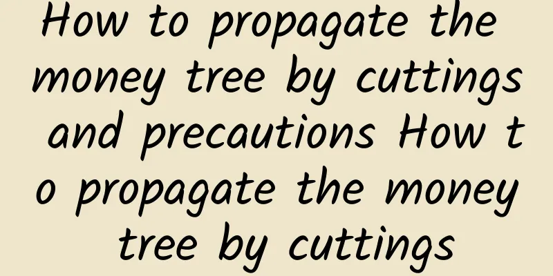 How to propagate the money tree by cuttings and precautions How to propagate the money tree by cuttings
