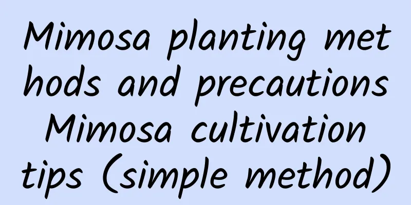 Mimosa planting methods and precautions Mimosa cultivation tips (simple method)