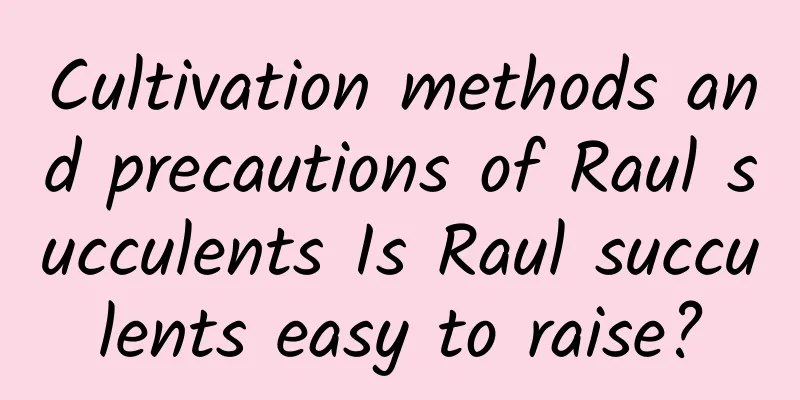Cultivation methods and precautions of Raul succulents Is Raul succulents easy to raise?
