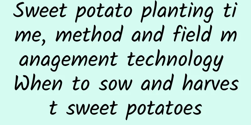 Sweet potato planting time, method and field management technology When to sow and harvest sweet potatoes