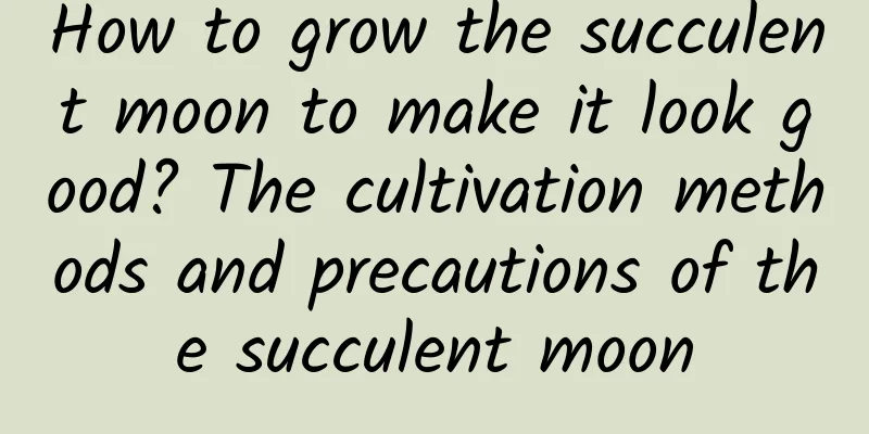 How to grow the succulent moon to make it look good? The cultivation methods and precautions of the succulent moon