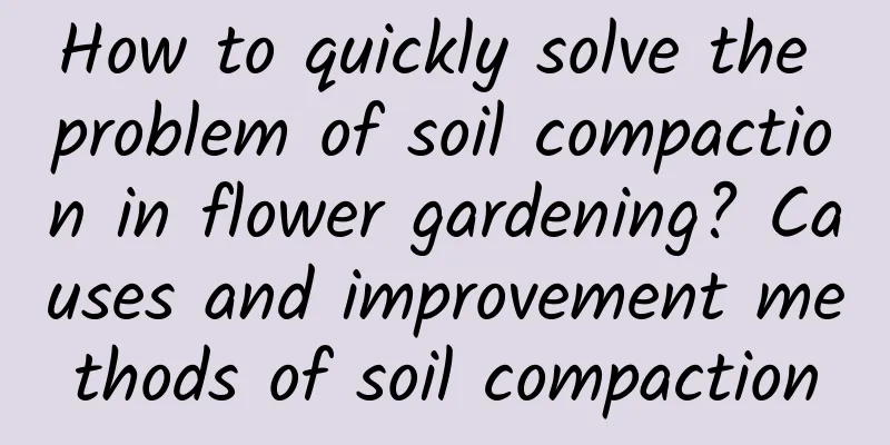 How to quickly solve the problem of soil compaction in flower gardening? Causes and improvement methods of soil compaction