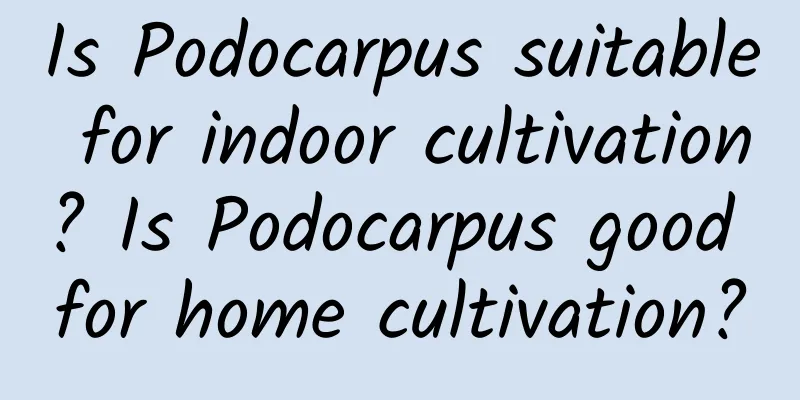 Is Podocarpus suitable for indoor cultivation? Is Podocarpus good for home cultivation?