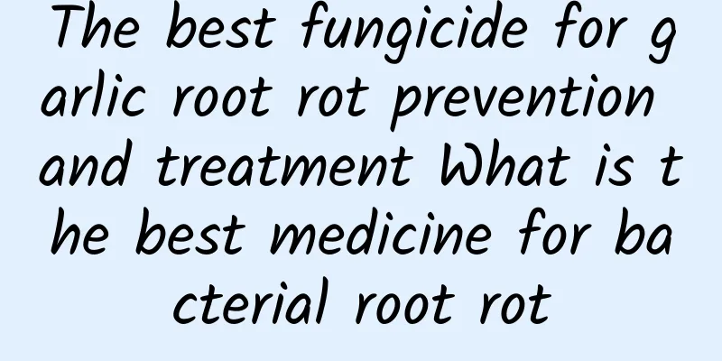 The best fungicide for garlic root rot prevention and treatment What is the best medicine for bacterial root rot
