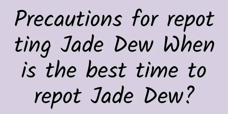 Precautions for repotting Jade Dew When is the best time to repot Jade Dew?