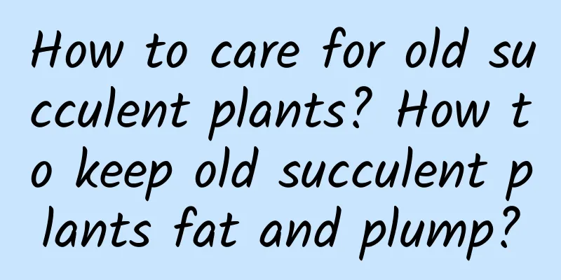 How to care for old succulent plants? How to keep old succulent plants fat and plump?
