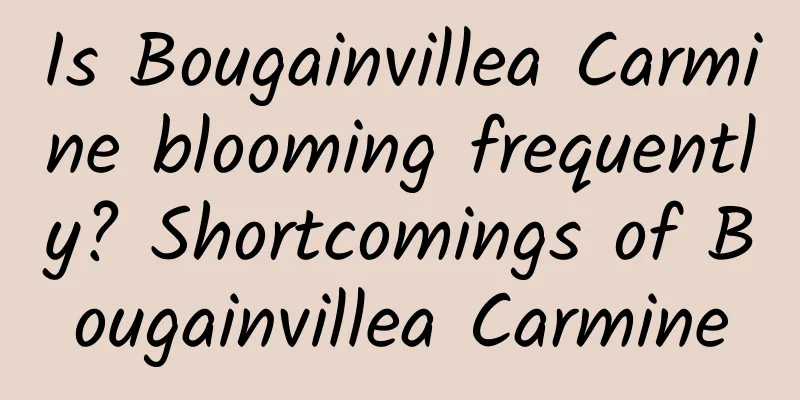 Is Bougainvillea Carmine blooming frequently? Shortcomings of Bougainvillea Carmine