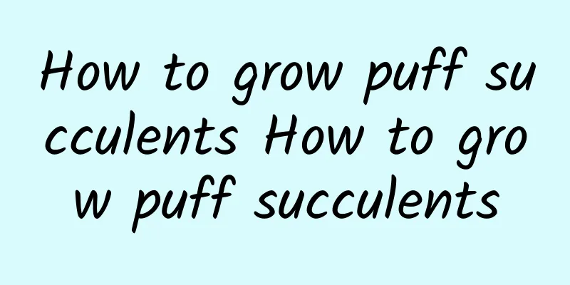 How to grow puff succulents How to grow puff succulents