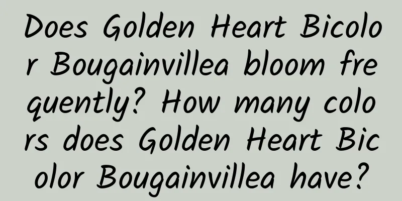 Does Golden Heart Bicolor Bougainvillea bloom frequently? How many colors does Golden Heart Bicolor Bougainvillea have?