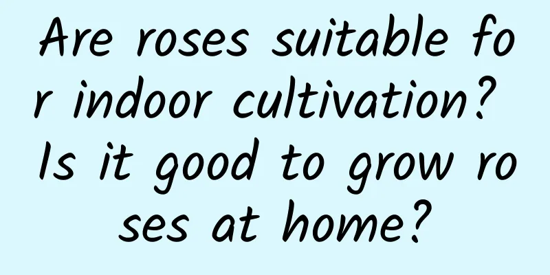 Are roses suitable for indoor cultivation? Is it good to grow roses at home?