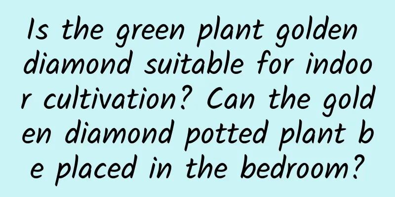 Is the green plant golden diamond suitable for indoor cultivation? Can the golden diamond potted plant be placed in the bedroom?