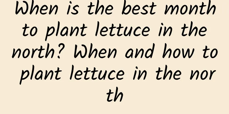 When is the best month to plant lettuce in the north? When and how to plant lettuce in the north