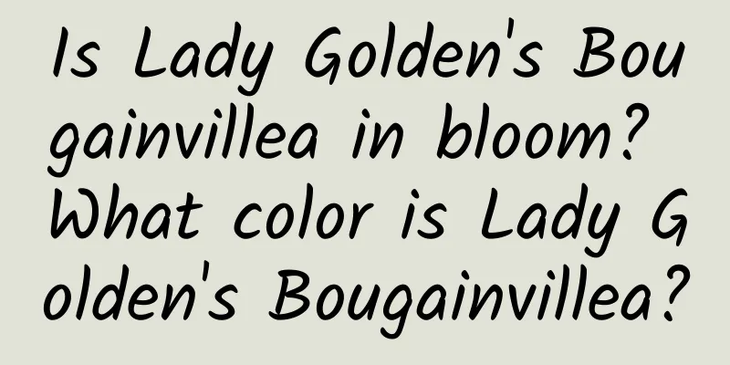 Is Lady Golden's Bougainvillea in bloom? What color is Lady Golden's Bougainvillea?