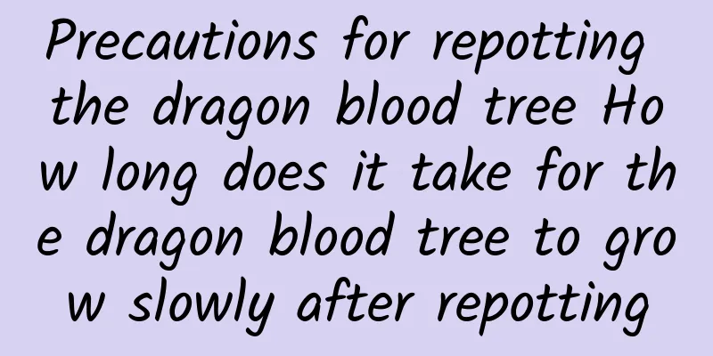 Precautions for repotting the dragon blood tree How long does it take for the dragon blood tree to grow slowly after repotting