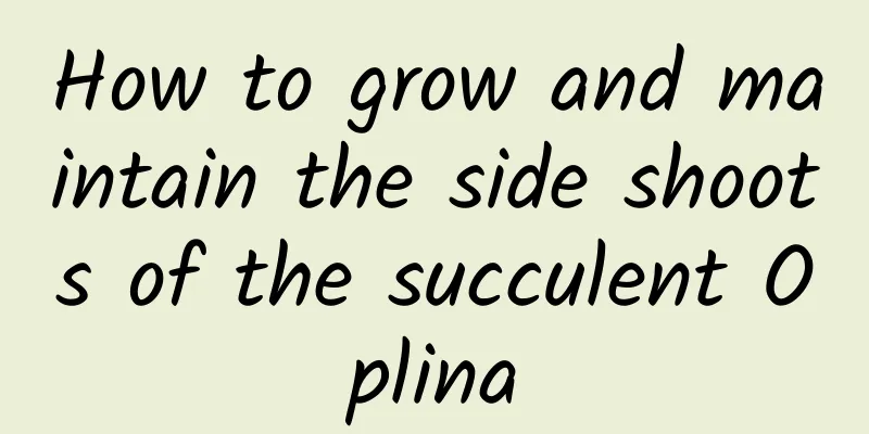 How to grow and maintain the side shoots of the succulent Oplina