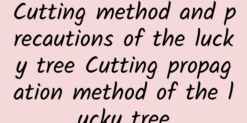Cutting method and precautions of the lucky tree Cutting propagation method of the lucky tree