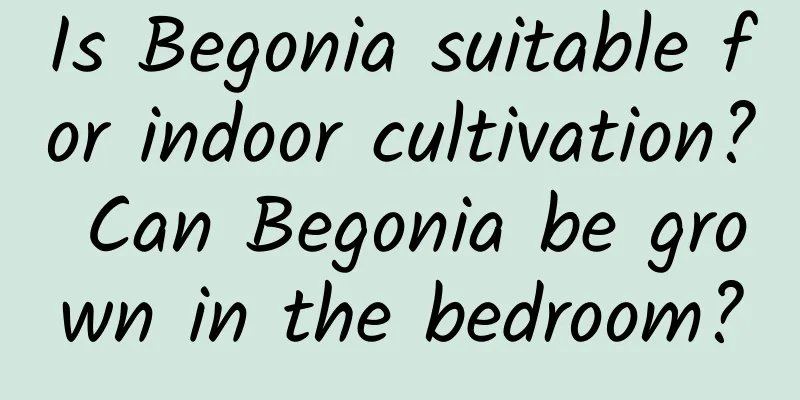 Is Begonia suitable for indoor cultivation? Can Begonia be grown in the bedroom?
