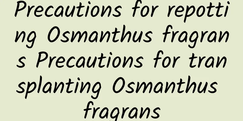 Precautions for repotting Osmanthus fragrans Precautions for transplanting Osmanthus fragrans