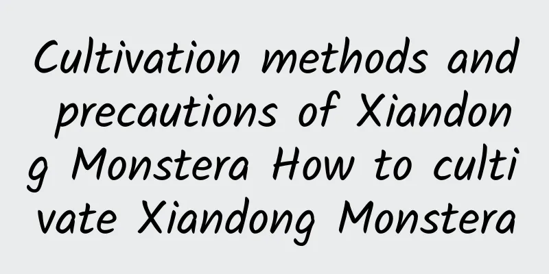 Cultivation methods and precautions of Xiandong Monstera How to cultivate Xiandong Monstera