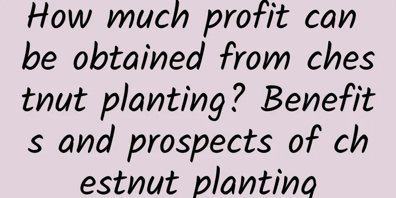 How much profit can be obtained from chestnut planting? Benefits and prospects of chestnut planting