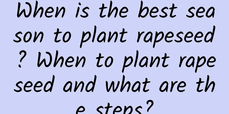 When is the best season to plant rapeseed? When to plant rapeseed and what are the steps?