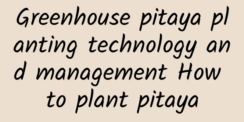 Greenhouse pitaya planting technology and management How to plant pitaya