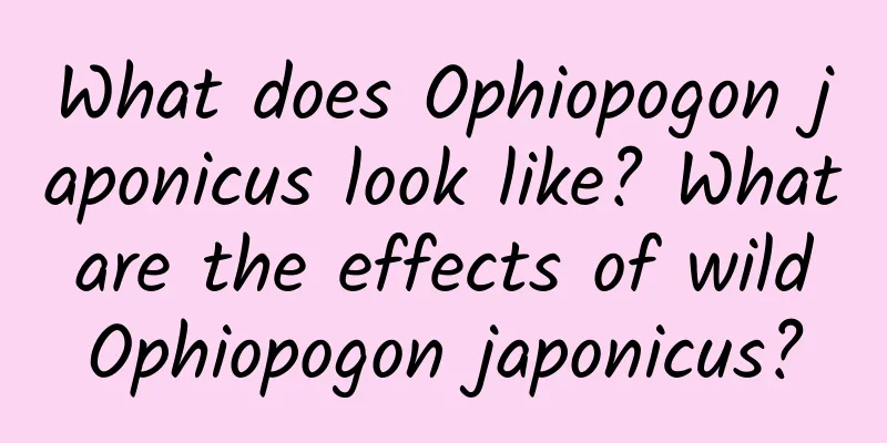 What does Ophiopogon japonicus look like? What are the effects of wild Ophiopogon japonicus?
