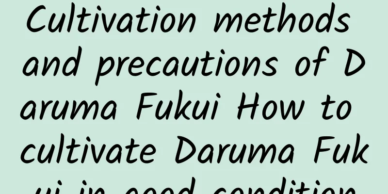 Cultivation methods and precautions of Daruma Fukui How to cultivate Daruma Fukui in good condition