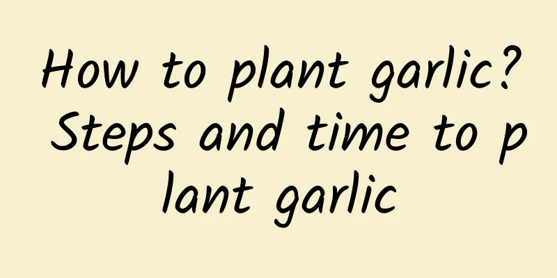 How to plant garlic? Steps and time to plant garlic