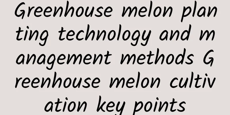 Greenhouse melon planting technology and management methods Greenhouse melon cultivation key points