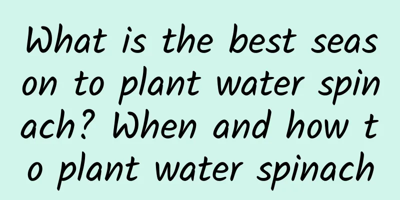 What is the best season to plant water spinach? When and how to plant water spinach