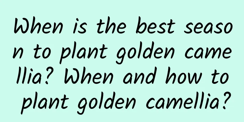When is the best season to plant golden camellia? When and how to plant golden camellia?