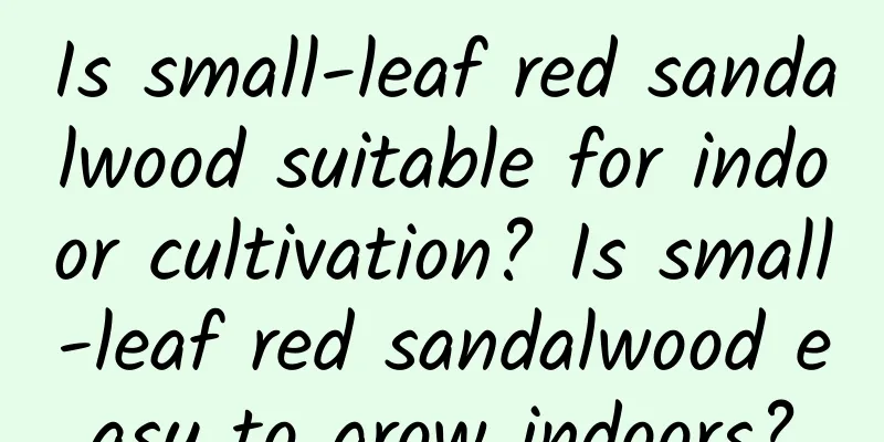 Is small-leaf red sandalwood suitable for indoor cultivation? Is small-leaf red sandalwood easy to grow indoors?