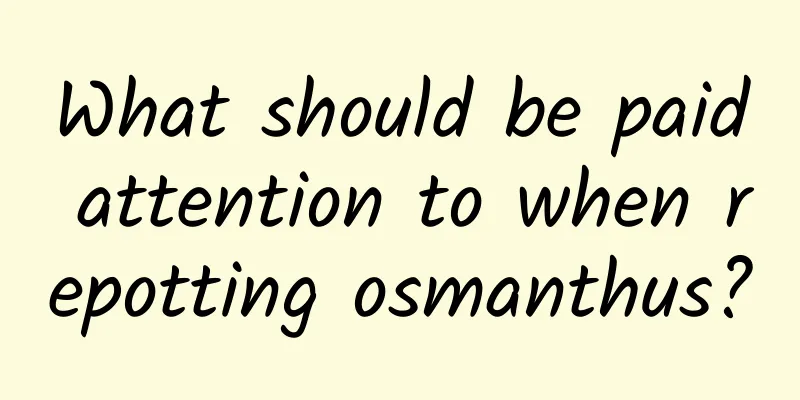 What should be paid attention to when repotting osmanthus?