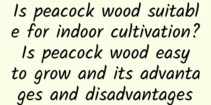 Is peacock wood suitable for indoor cultivation? Is peacock wood easy to grow and its advantages and disadvantages