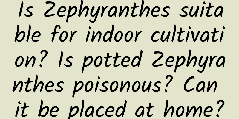 Is Zephyranthes suitable for indoor cultivation? Is potted Zephyranthes poisonous? Can it be placed at home?