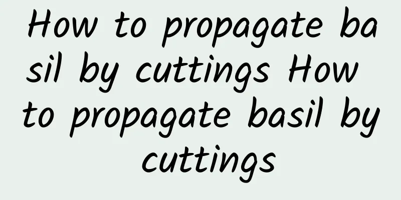 How to propagate basil by cuttings How to propagate basil by cuttings