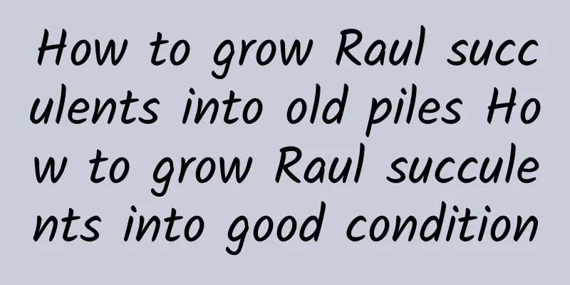 How to grow Raul succulents into old piles How to grow Raul succulents into good condition