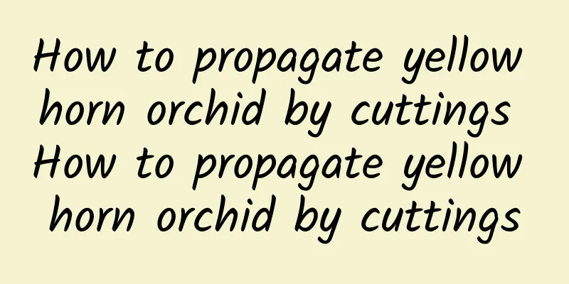 How to propagate yellow horn orchid by cuttings How to propagate yellow horn orchid by cuttings