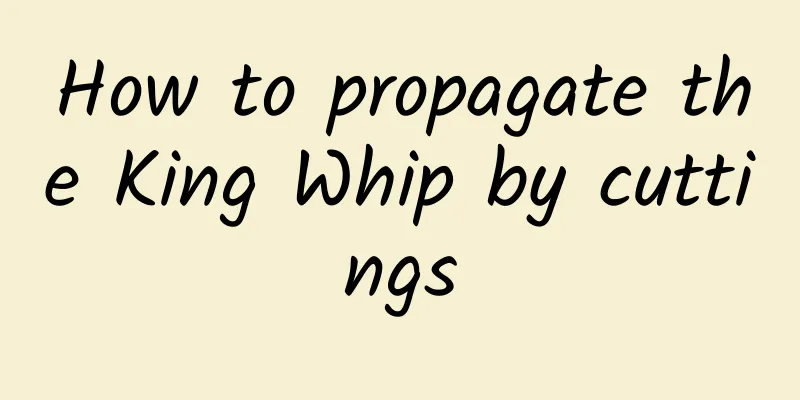 How to propagate the King Whip by cuttings